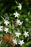 Vinca difformis RCP12-08 059.jpg